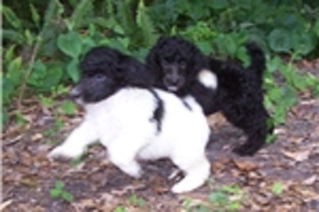 Intelligent and Standard Poodle Puppies for Adoption Image eClassifieds4u