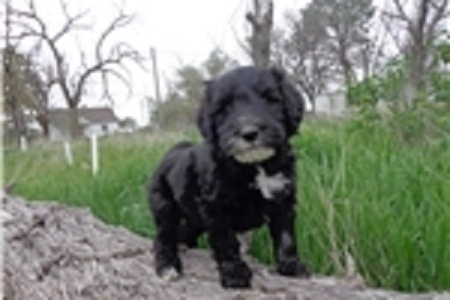 Lovely Portuguese Water Dog puppies Image eClassifieds4u