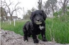 Lovely Portuguese Water Dog puppies