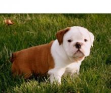 ★★★ Playful AKC English bulldog puppies for free adoption ★★★