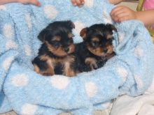 Yorkshire Terrier For Adoption