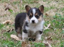 3 females, and males Pembroke Welsh Corgi puppies for sale