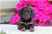 Absolutely Dachshund Puppies Available