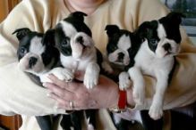 Adorable Boston Terrier Puppies For Sale