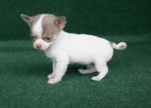 Adorable Chihuahua Puppies Ready For Adoption