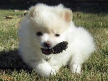 adorable female teacup pomeranian puppy for (free) adop0tion