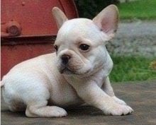 Adorable French Bulldog Puppies for adoption