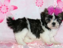 Adorable Male And Female Shih Tzu Puppies