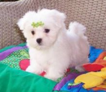 Adorable Male Maltese Puppy