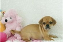 Adorable Puggle Puppies Available