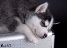 AKC Husky Puppies