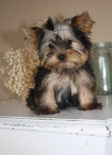 Approved tcups Yorkies for sale to loving homes