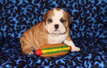 Awesome British Bulldog puppies for loving homes