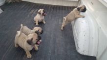 Beautiful Pug Puppies Available