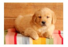 BESTEST GOLDEN RETREIVER PUPPIES READY
