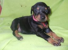 Lovely and well socialized Rusty red/Black tan Doberman Pinscher puppies for sale