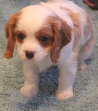 Cavalier King Charles Puppies