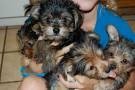 Charming Yorkie Puppies Available