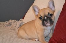 compact,cobby, French Bulldog for Loving Homes