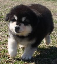 Cute Alaskan Malamute puppies for sale now