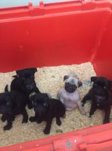 Gorgeous Black and Fawn Puppies