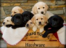 Gorgeous Labrador Retriever Puppies Now Ready For Adoption