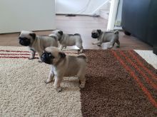Gorgeous Pug puppies Available