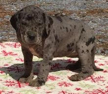 Great Dane puppies pue breed available