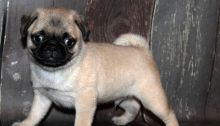 Handsome pedigree Pug puppies for sale now