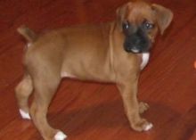 Healthy Boxer puppies for sale now