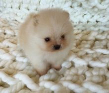 Home raised tcup Poms for sale