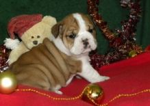 home trained English Bulldog Puppies for Sale