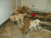 Labradoodle Puppies