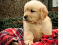 Labrador Retreiver Puppies