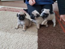 Lovely Fawn Pug Puppies Ready