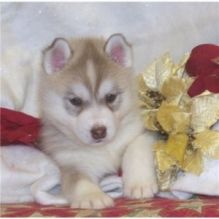 Lovely Siberian Husky Puppies For A Caring And Loving Home