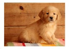 Male and Female Golden Retreiver Puppies
