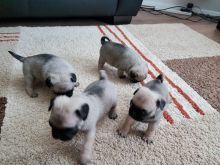 Male and Female Pug Puppies