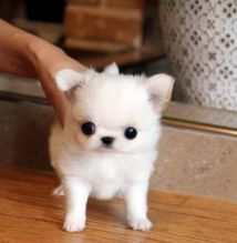 Male Teacup Pomeranian Puppies