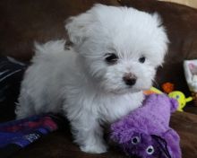 Maltese puppies for sale now, tcups and Miniature sizes available