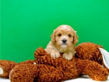 Marvelous Cavapoo Puppies for adoption