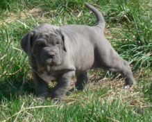 Neapolitan Mastiff Puppies