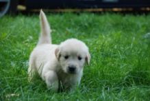 Nice looking Golden retriever puppies.