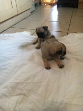 Outstanding Pug puppies