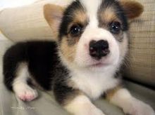 Pembroke welsh corgi puppies