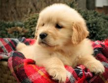 PERFECT GOLDEN RETREIVER PUPPIES