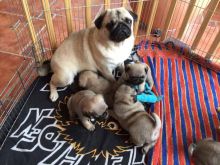 Playful Pug Puppies Available