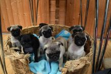 Playful Pug Puppies Available