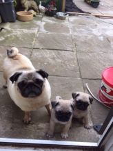 Pug puppies Males and Females