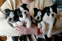 Smart Boston Terrier Puppies For Adoption Now